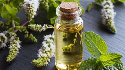 لتقوية البصيلات ولمعانه.. إليك فوائد زيت النعناع للشعر