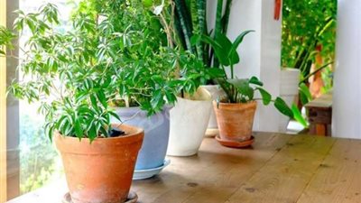 استغلي بلكونتك.. 5 أعشاب يمكنك زراعتها بسهولة