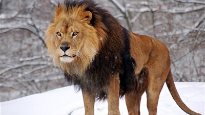 تفسير رؤية الحيوانات المفترسة والوحوش فى المنام.. شر أم خير؟