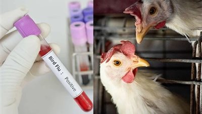 بعد تسجيل أول حالة وفاة بإنفلونزا الطيور.. ما لا تعرفه عن فيروس H5N1 وطرق الوقاية 