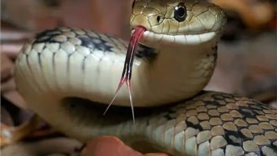 قد تكون مشاعر خوف أو قلق.. تفسير حلم رؤية الثعبان في المنام 