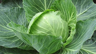 3 طرق بسيطة لتخزين الكرنب في الفريزر لفترة أطول 