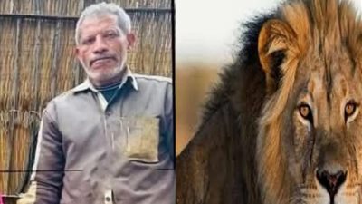 القصة الكاملة لافتراس أسد لحارسه داخل حديقة حيوان الفيوم.. والزراعة تكشف مفاجأة 