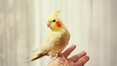 تفسير حلم رؤية الكروان في المنام وإرتباطه بالسعادة والإستقرار النفسي