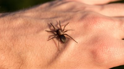 تفسير رؤية العنكبوت في المنام  وعلاقته بالتفكك الأسري والمكر والخداع