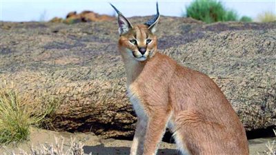 «الوشق المصري» يتصدر الترند والسوشيال ميديا تحتفي به.. ماذا فعل؟