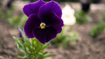 تفسير رؤية زهرة البنفسج في المنام وعلاقتها بالأخبار السارة والمناسبات السعيدة