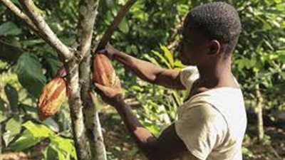 دراسة صادمة: أزمة شوكولاتة قادمة بسبب تغير المناخ