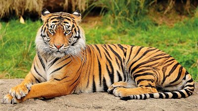 تفسير رؤية النمر في المنام وعلاقته بالتغلب على الأعداء