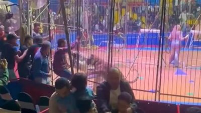 مفاجآت صادمة تكشفها لجنة الفحص في حادث «ضحية سيرك طنطا»