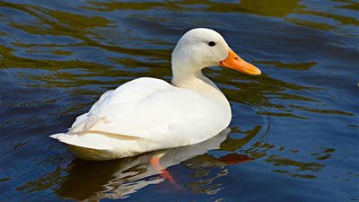 تفسير رؤية البط في المنام وعلاقتها بالسفر إلى الخارج