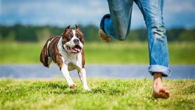 كلب بيتبول يلتهم رضيعة في أمريكا