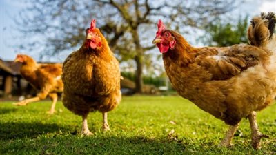 تفسير رؤية الديك الرومي في المنام وعلاقته بالمال الوفير 