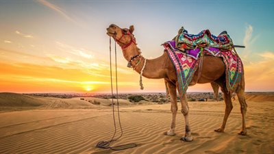 تفسير  رؤية الجمل فى المنام وعلاقته بالتخلص من المشاكل والهموم