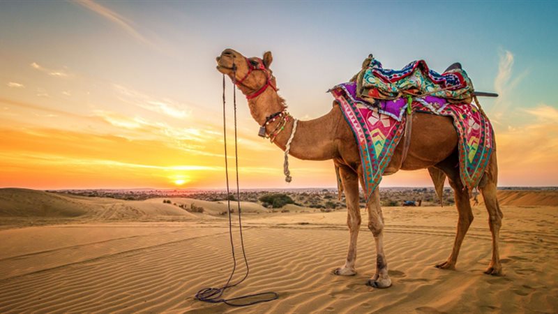 تفسير رؤية الجمل