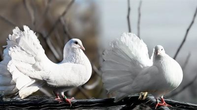 تفسير رؤية الحمام في المنام للعزباء والمتزوجة والحامل 