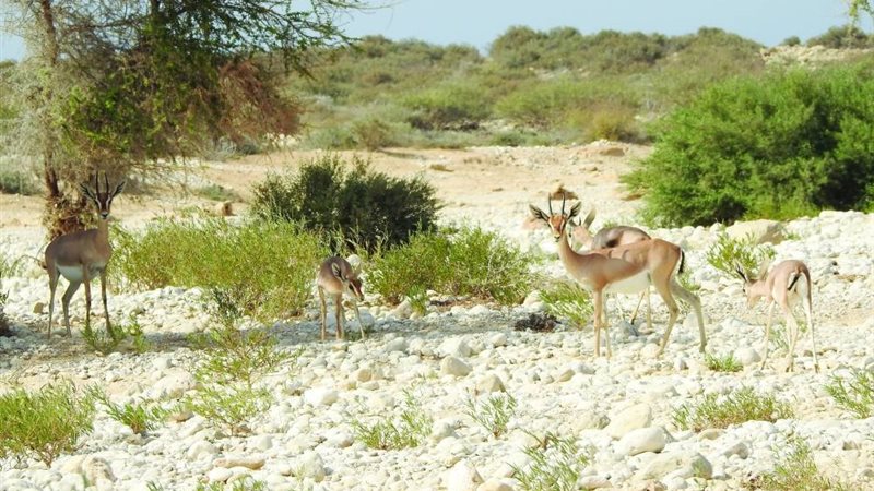 هير نيوز