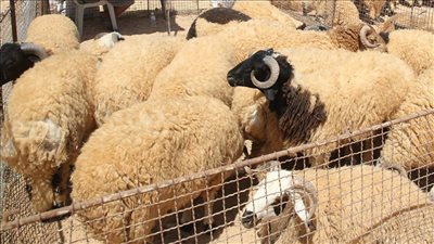 هل تصح النيابة فى الأضحية؟ « دارالإفتاء تُحسم الجدل »