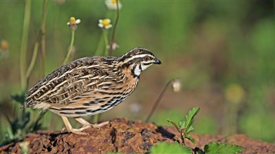 تفسير رؤية السمان في المنام وعلاقته بالمال المشبوة