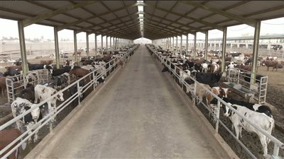 إطلاق برنامج بنك الطعام المصري لصك الأضحية لتوفير اللحوم للأسر الأكثر احتياجاً