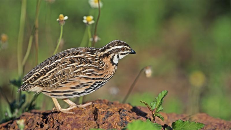 تفسير رؤية السمان