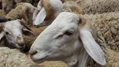 ما حكم ذبح الأضاحي في الشوارع وترك مخلفاتها في الطرقات؟  « الإفتاء تُجيب »