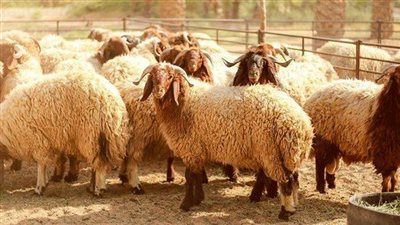 كيف تُقسم الأضحية؟.. وهل الأحشاء والرأس توزع ؟ « الإفتاء تُجيب »