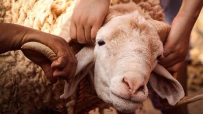  ما هو آخر موعد لذبح الأضحية؟.. «دار الإفتاء تُجيب»