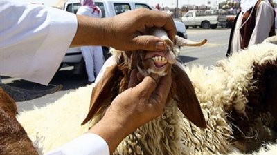 أسنان الأضحية تكشف عن عمرها.. القومي للبحوث يوضح الشروط الصحية قبل الذبح