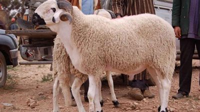 كيف تختارٍ أضحية العيد؟.. استشاري بالقومي للبحوث يجيب