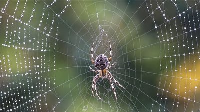 خير أم شر .. تفسير رؤية العنكبوت في المنام لابن سيرين