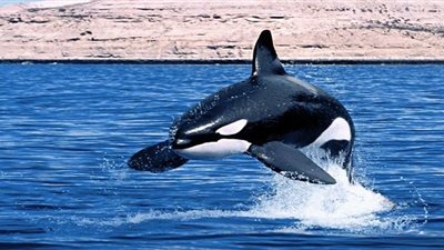 بشرى بزوال الهموم .. تفسير رؤية الحوت في المنام لابن سيرين