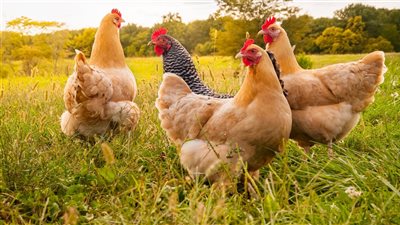 تفسير رؤية  الدجاج  في المنام للعزباء والمتزوجة والحامل 