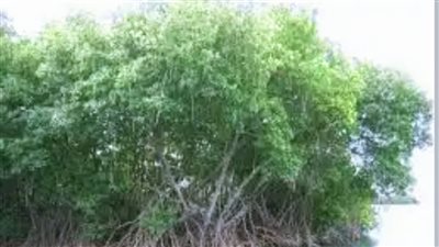 أشجار المانجروف.. مناحل عسل على ساحل البحر الأحمر