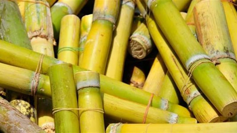تفسير رؤية قصب السكر