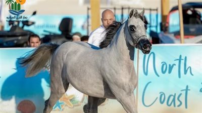 انطلاق فعاليات بطولة الخيول العربية بالساحل الشمالى