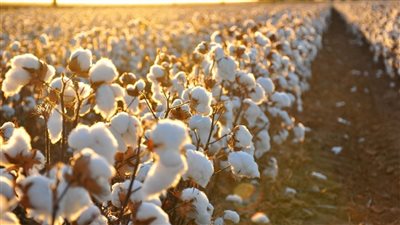 تفسير رؤية القطن في المنام  وعلاقته بالحصول على مال وفير 