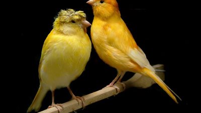 خير أم شر .. تفسير رؤية العصفور في المنام لابن سيرين