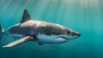 خير أم شر يقترب؟.. تفسير رؤية سمك القرش في المنام 