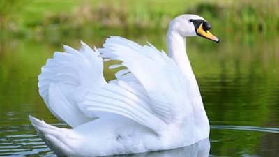 بشارة خير أم علامة شر.. تفسير رؤية البجعة في المنام