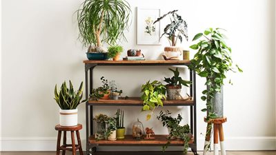أخطاء شائعة في استخدام النباتات بالديكور