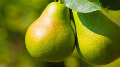  بشرى للعزباء والمتزوجة.. تفسير رؤية الكمثرى في المنام