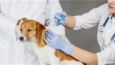 4 خطوات يجب تنفيذها عند التعرض للعض أو الخدش من الحيوانات 