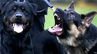 الأمراض التي تنتقل من الكلاب للإنسان والوقاية منها