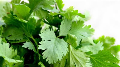 بشرى سارة .. تفسير رؤية الكزبرة في المنام للعزباء والمتزوجة