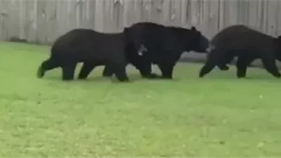 دببة تقتل شخصين في اليابان وتثير الذعر