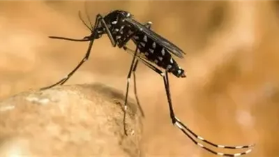 بعد وفاة الطفل الأردني من لدغتها.. ما هي أعراض ذبابة الرمل السوداء؟