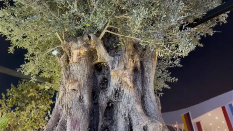 هير نيوز