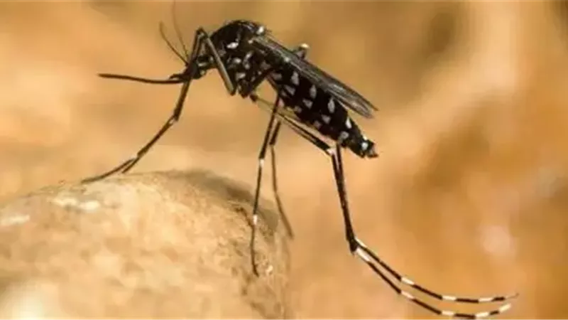 ذبابة الرمل السوداء
