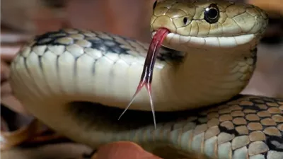 ثعابين ضخمة تثير الفزع بين سياح سريلانكا